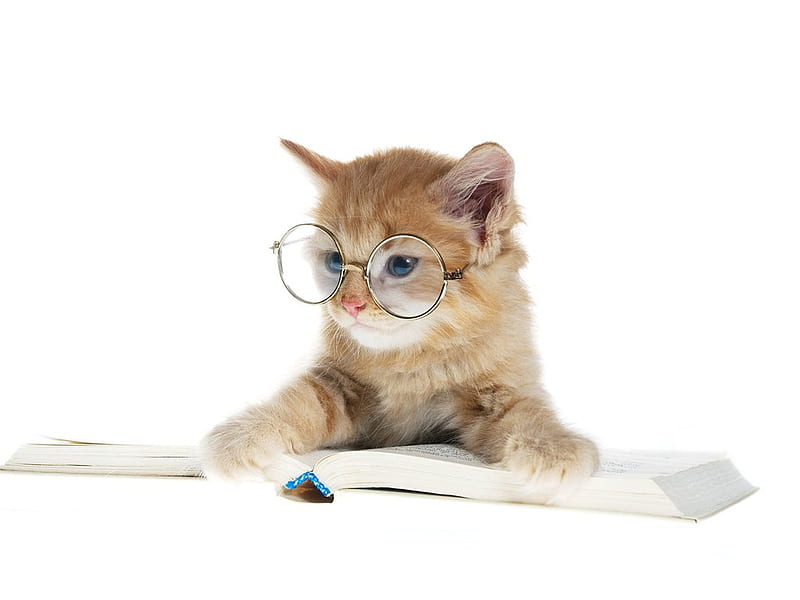 Cute cat reading, study, book, read, cat, kitten, HD wallpaper