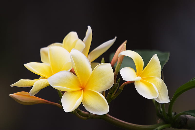 Frangipani, yellow, flowers, 3d, orchid, HD wallpaper