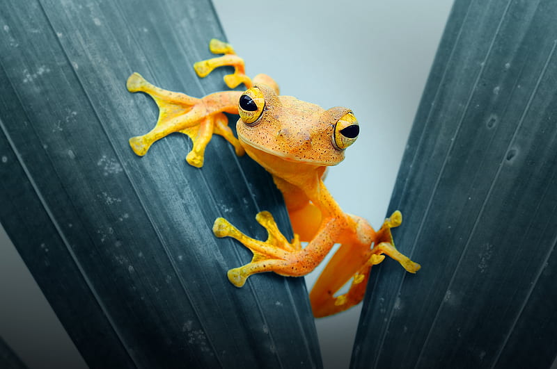 Frog Closeup, frog, animals, closeup, HD wallpaper