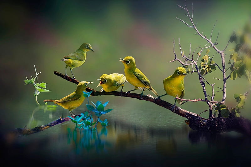 wild birds wallpaper hd