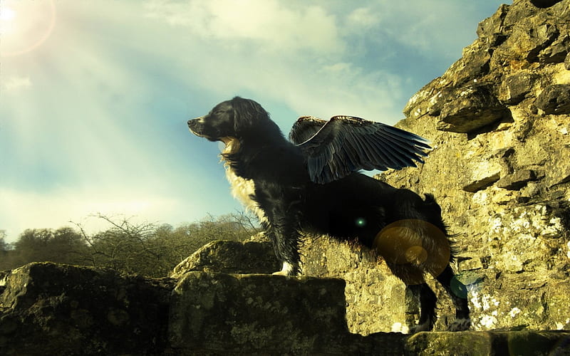 A Dog with Wings, fantasy, wings, dogs, animal, HD wallpaper