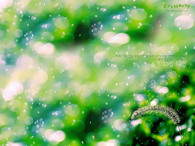 Green Crystal Dreamy World, floating seeds, sun spots, grass stalk, HD wallpaper