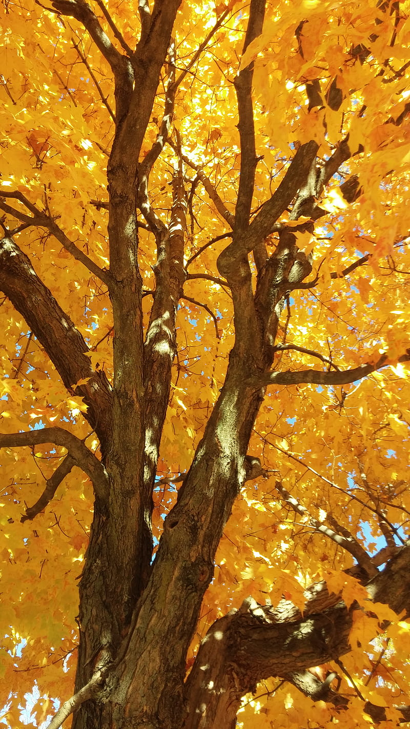 Golden fall tree, HD phone wallpaper | Peakpx