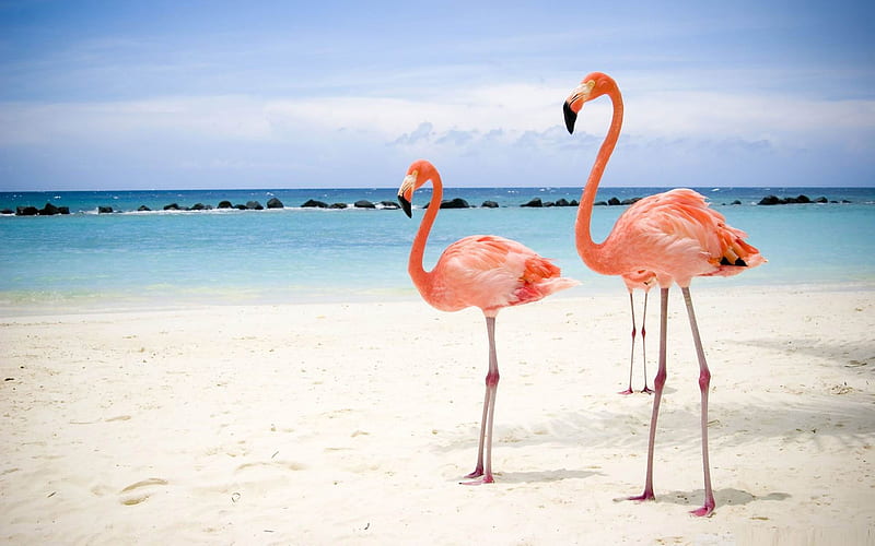 flamingo birds-Amazing bird graphy, HD wallpaper