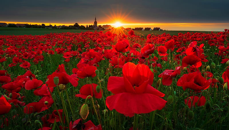 Poppy field at sunset, sunset, field, poppy, flowers, summer, bonito, HD wallpaper