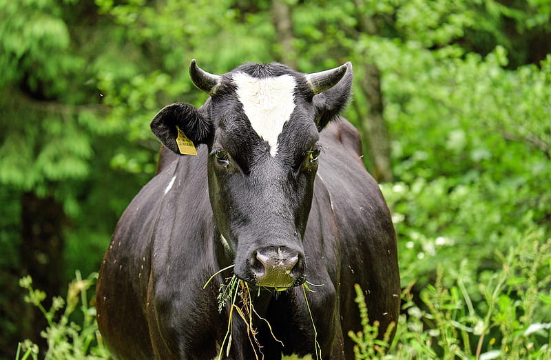 Black Cow, Black, Cows, Animals, Grass, HD wallpaper