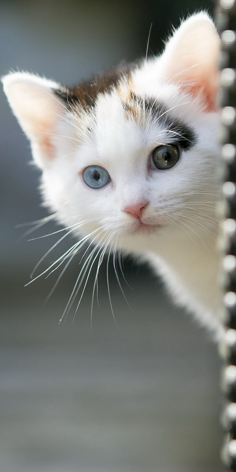 Kedi - Cat - Animal, kitten, cats, kittens, cute, white, renkli kedi, van kedisi, animals, ok4nx, HD phone wallpaper