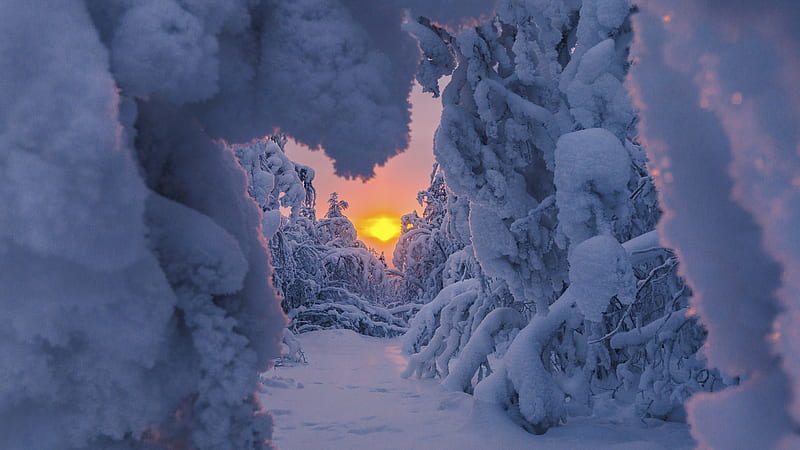 Snow Covered Path Between Snow Covered Trees During Sunrise Winter, HD wallpaper