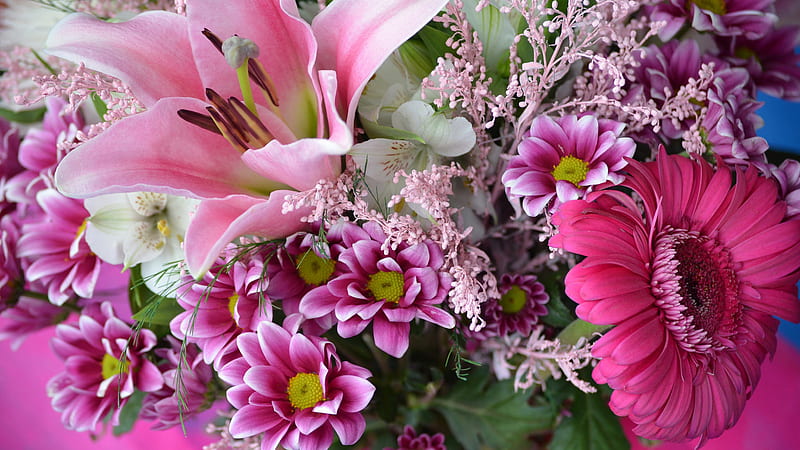 Gerbera Lily Pink Spring Flowers Flowers, HD wallpaper | Peakpx