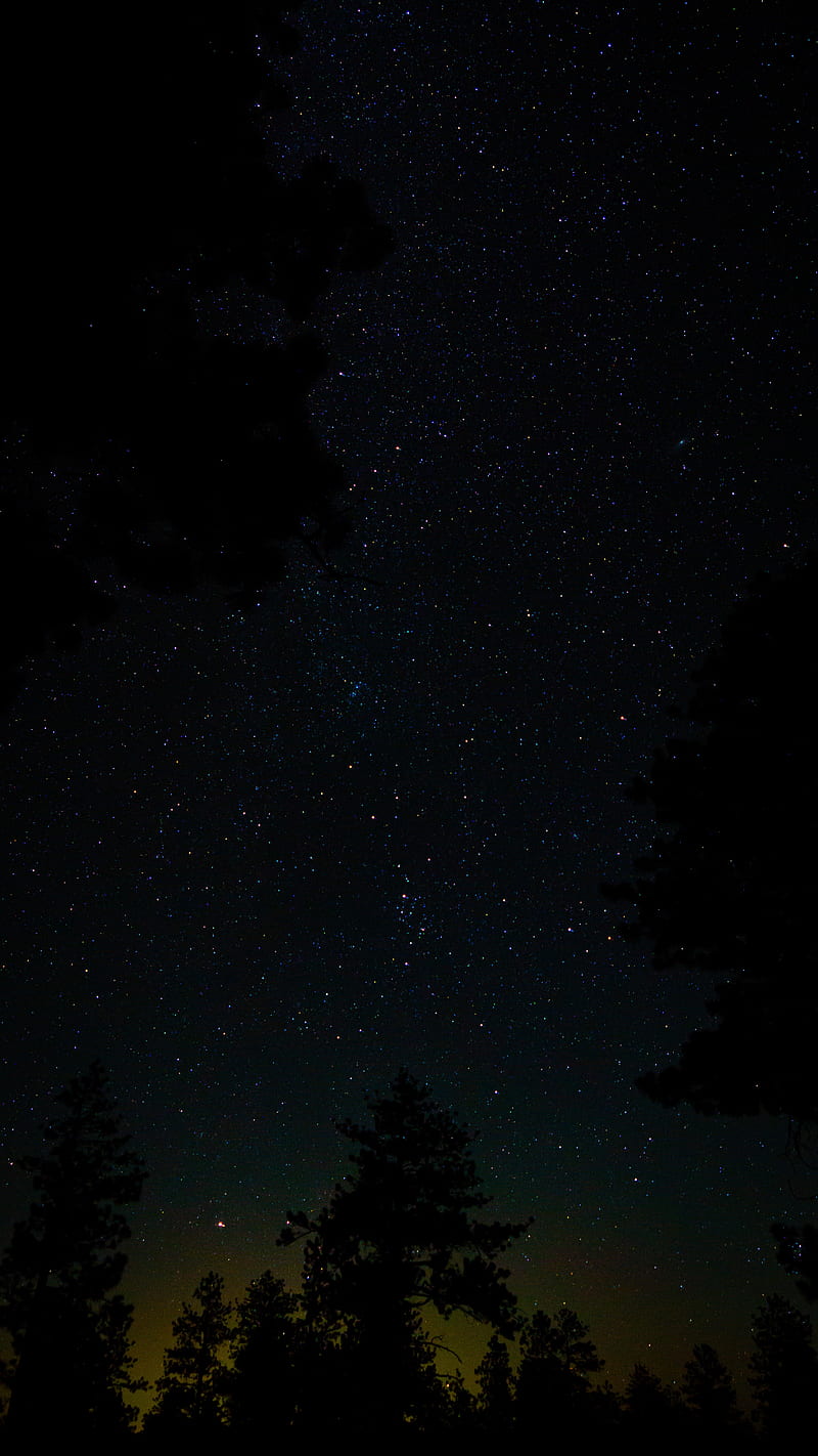 spruce, starry sky, stars, night, HD phone wallpaper