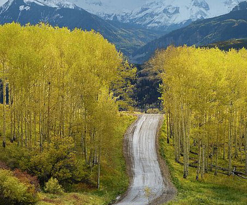 Fall Colors in Southwest Colorado, fall, autumn, mountains, road, trees, NAature, HD wallpaper