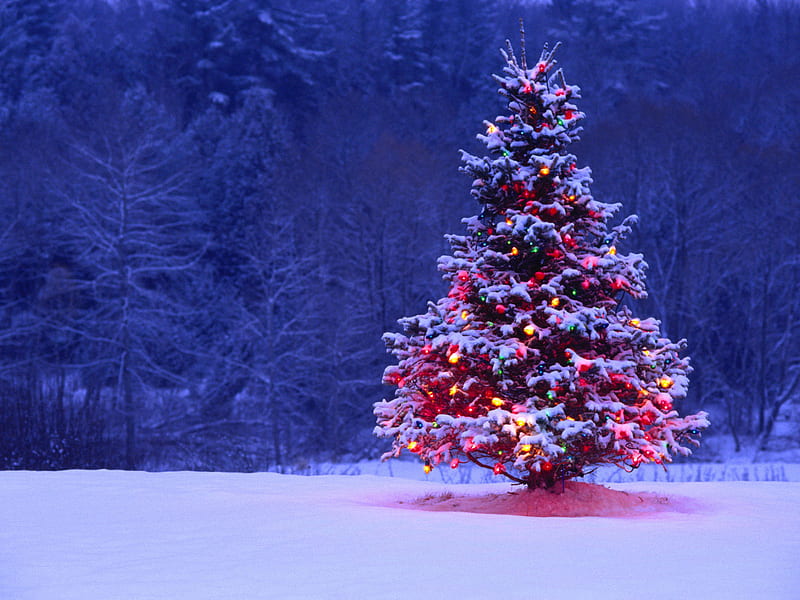 arbol navidad, christmas, christmas lights, christmas tree, winter, HD wallpaper