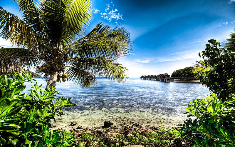 Fiji, paradise, island, palm, sea, R, HD wallpaper