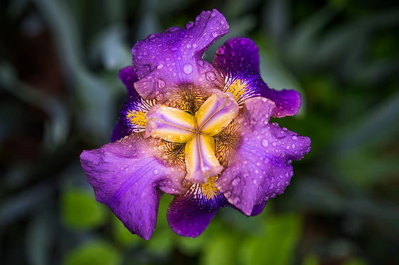 Iris, purple, green, flower, summer, yellow, HD wallpaper