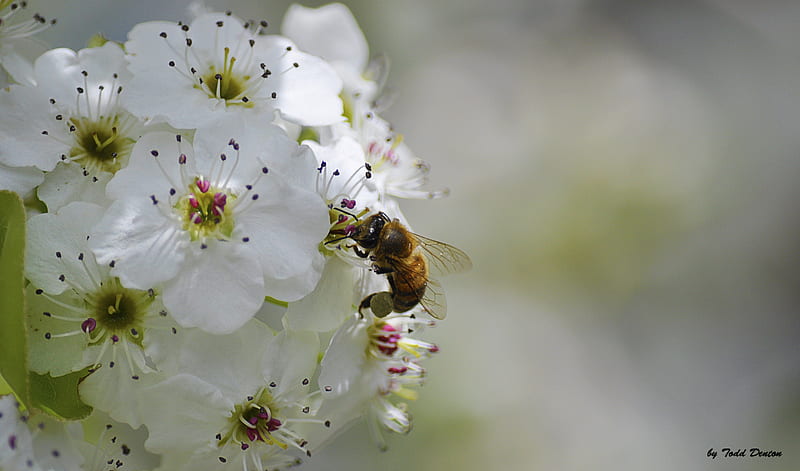 Busy Bee 24, Bee on flower, honeybee, honey bee on flower, Bee, spring flower and Bee, HD wallpaper