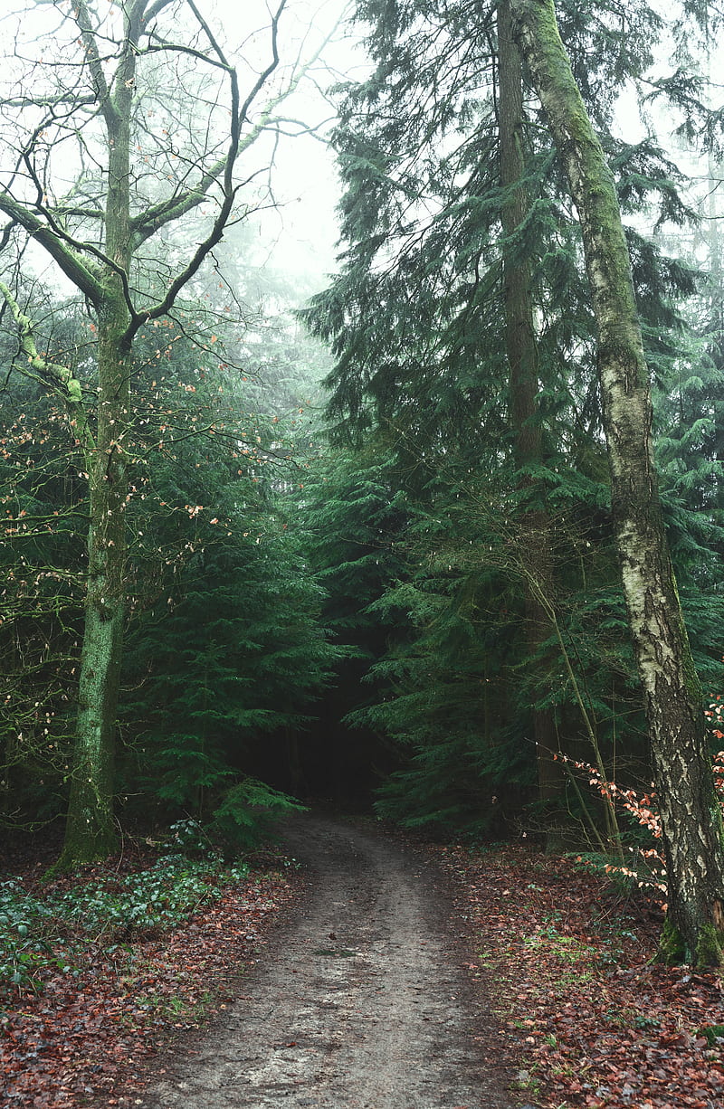 forest, road, trees, fog, nature, HD phone wallpaper