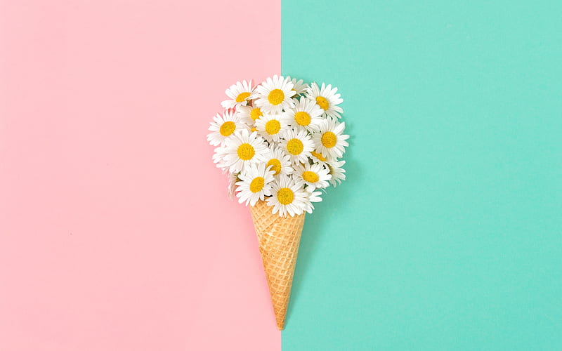 flower, cornet, pink, blue, daisy, HD wallpaper