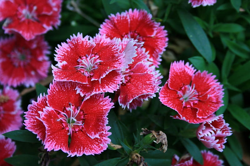 Summer Garden, red, blossoms, petals, white, carnations, HD wallpaper