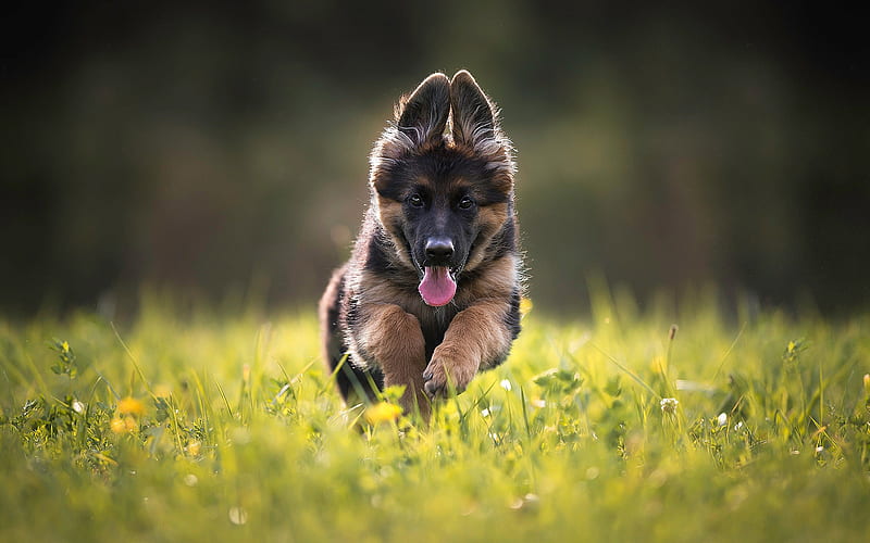 German Shepherd, running dog, lawn, dogs, puppy, cute animals, pets, German Shepherd Dog, HD wallpaper