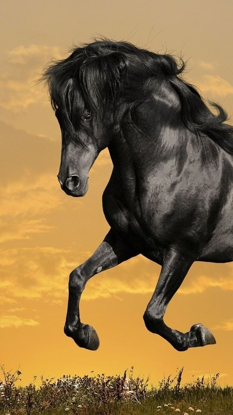 Running Horse With Sunset Background, running horse, sunset background, black, animal, jumps, HD phone wallpaper