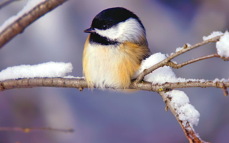 Birds, Animal, Chickadee, HD wallpaper | Peakpx