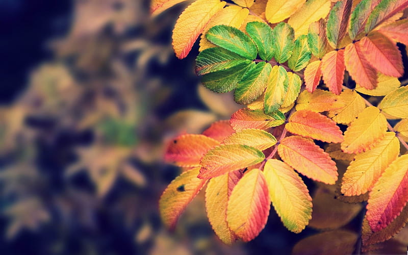 autumn leaves-forest landscape, HD wallpaper