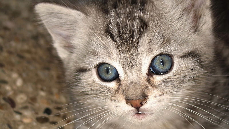 Closeup View Of Grey Eyes White Black Cat Kitten Cute Cat, HD wallpaper