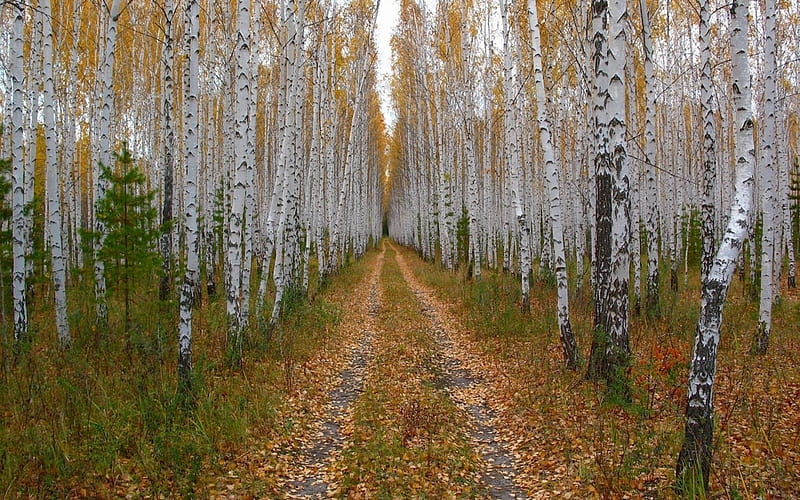 Aspens at Autumn, path, leaves, trees, landscape, HD wallpaper
