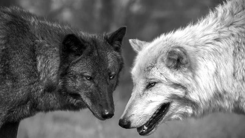 Black and white, canislupus, black, saying, timber, wolf, wolves, white ...