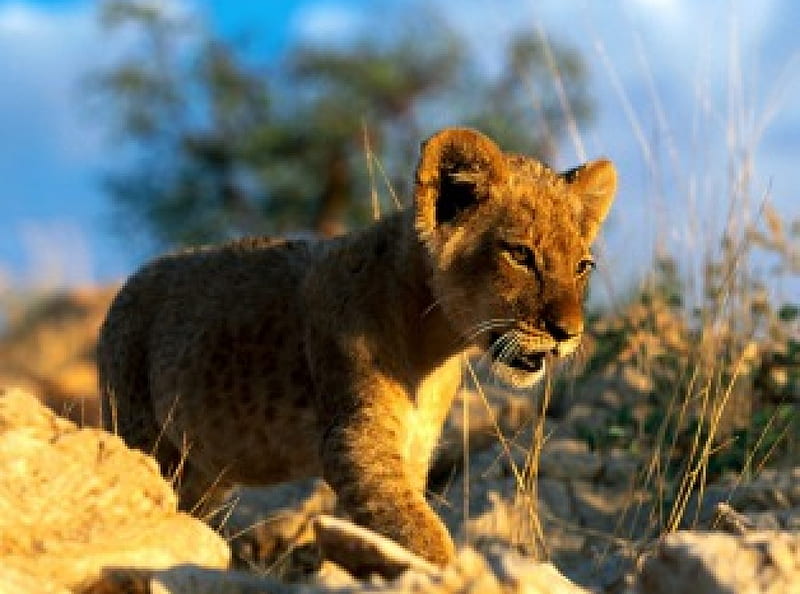 african lion cub, cub, lion, africa, wild cat, HD wallpaper