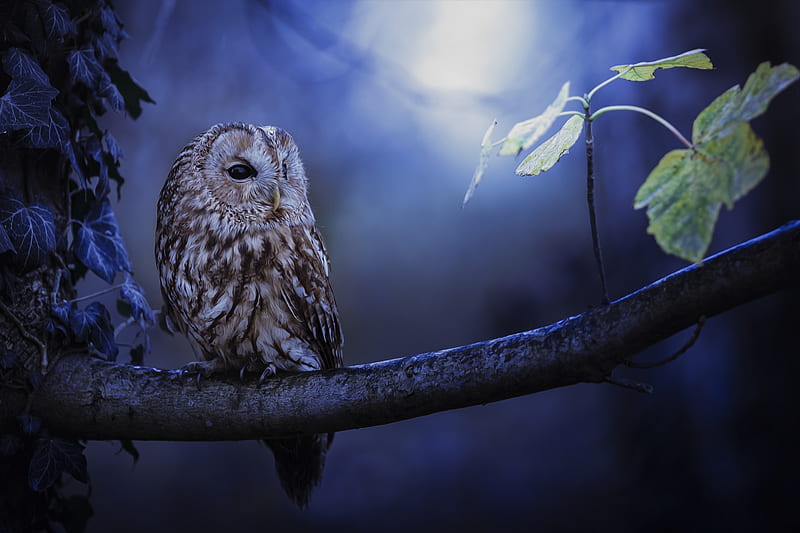 Tawny Owl In Moonlight, owl, birds, animals, HD wallpaper