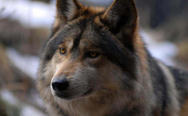 Timber wolf, friendship, quotes, pack, dog, lobo, arctic, maned wolf ...