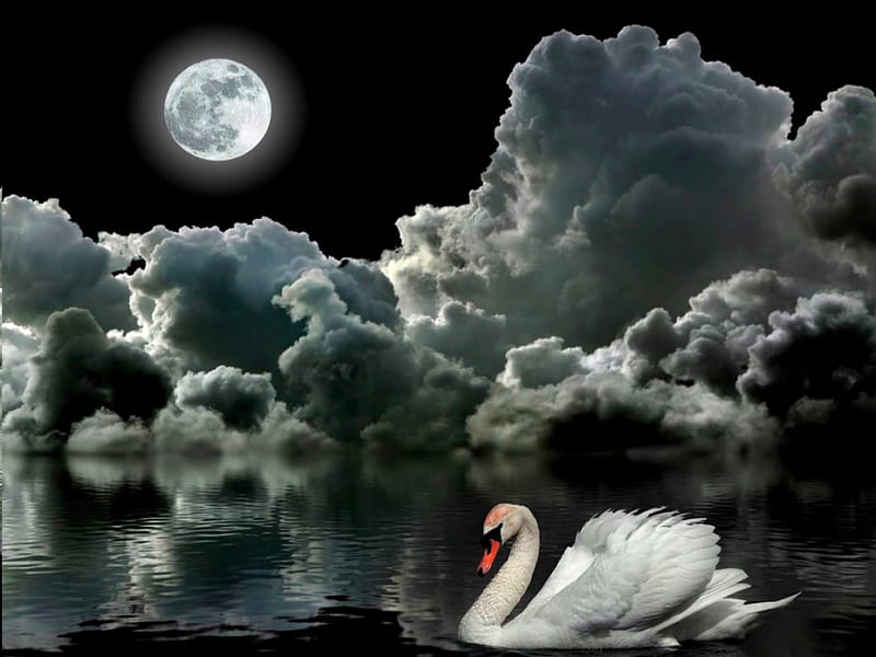 SWAN LAKE, moon, swan, lake, fullmoon, HD wallpaper