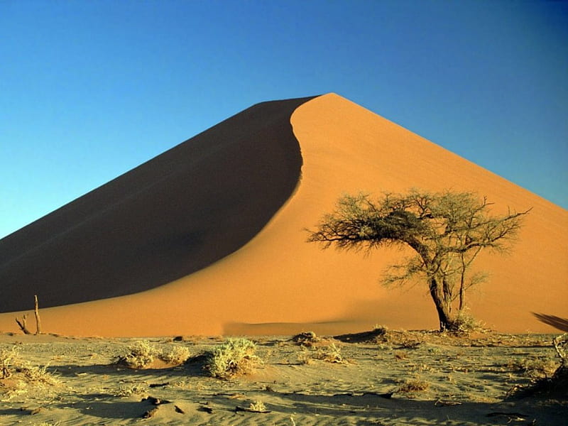 DUNE SHADOWS, sand dunes, dunes, deserts, arid, trees, grassland, acacias, HD wallpaper