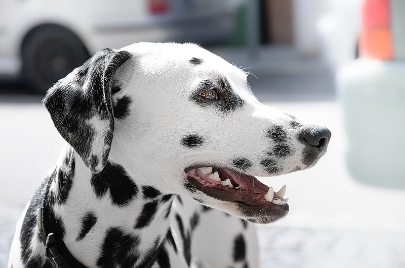 Dalmatian Dog during Day Time, HD wallpaper