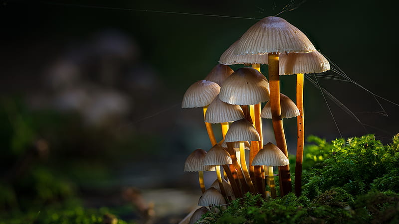 Bioluminescent Fungi | The Glowing Wonders of the Mycological World