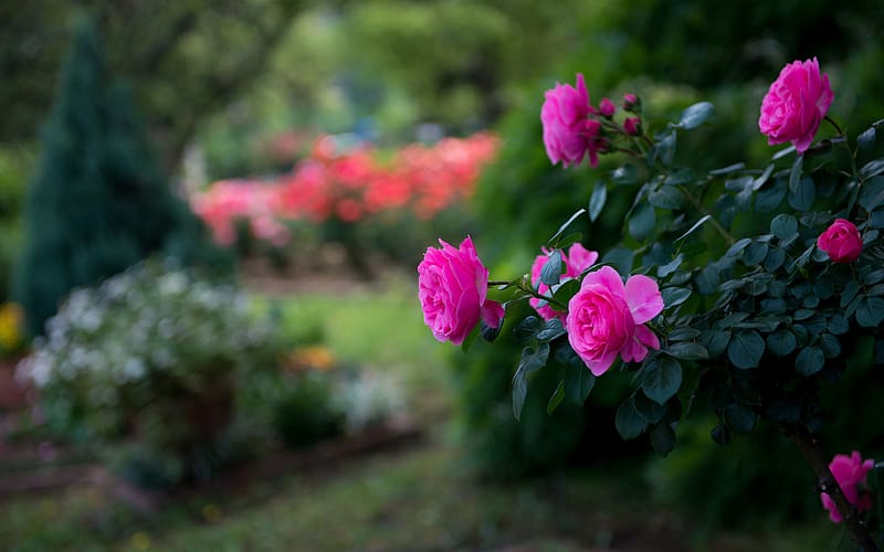 Hình ảnh này là một sự kết hợp hoàn hảo giữa vẻ đẹp tinh tế của những bông hoa hồng và ánh sáng tuyệt đẹp. Hãy để mắt mình được tận hưởng vẻ đẹp đơn giản nhưng đầy tinh tế của hình ảnh này.