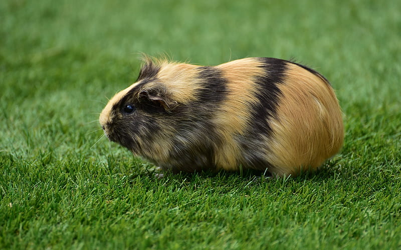 guinea pig, grass, crank, HD wallpaper