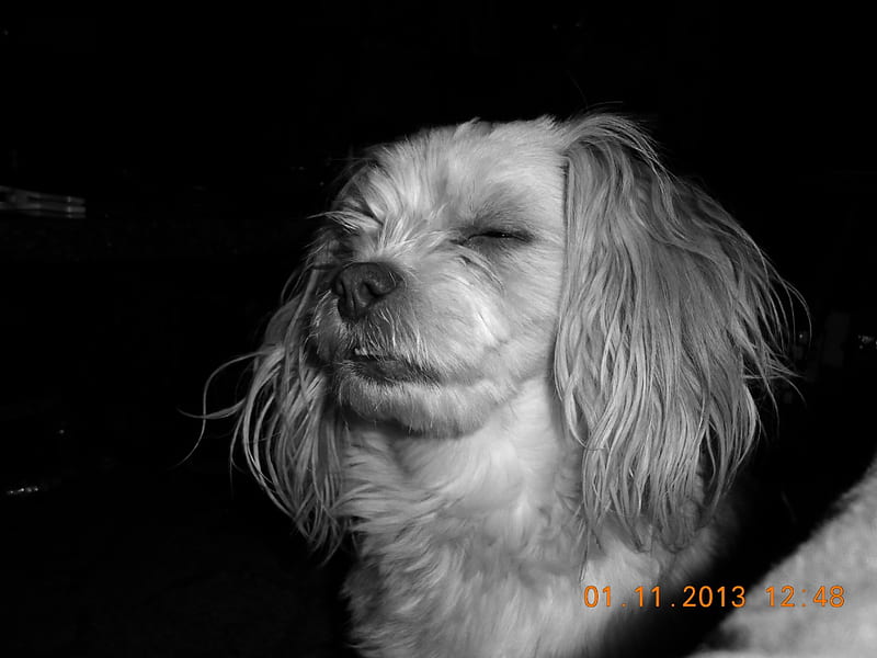 Chewie in black and white, funny face, chewie, hairy, dog, HD wallpaper