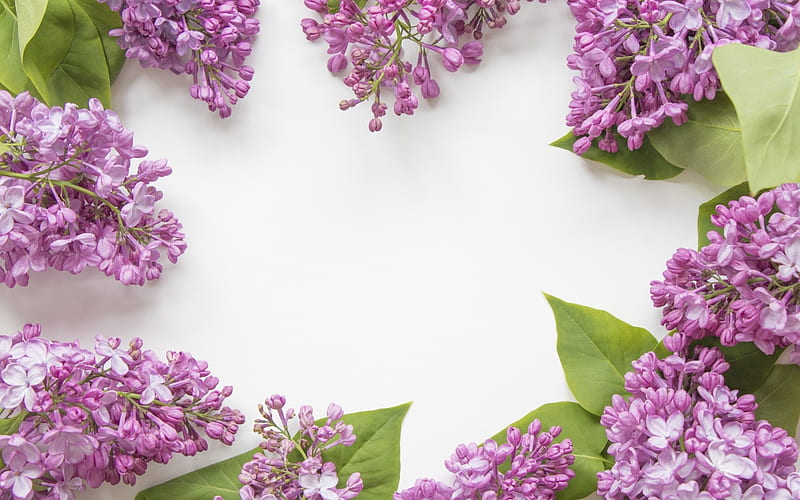 Happy Day!, lilac, frame, flower, spring, white, pink, card, HD wallpaper