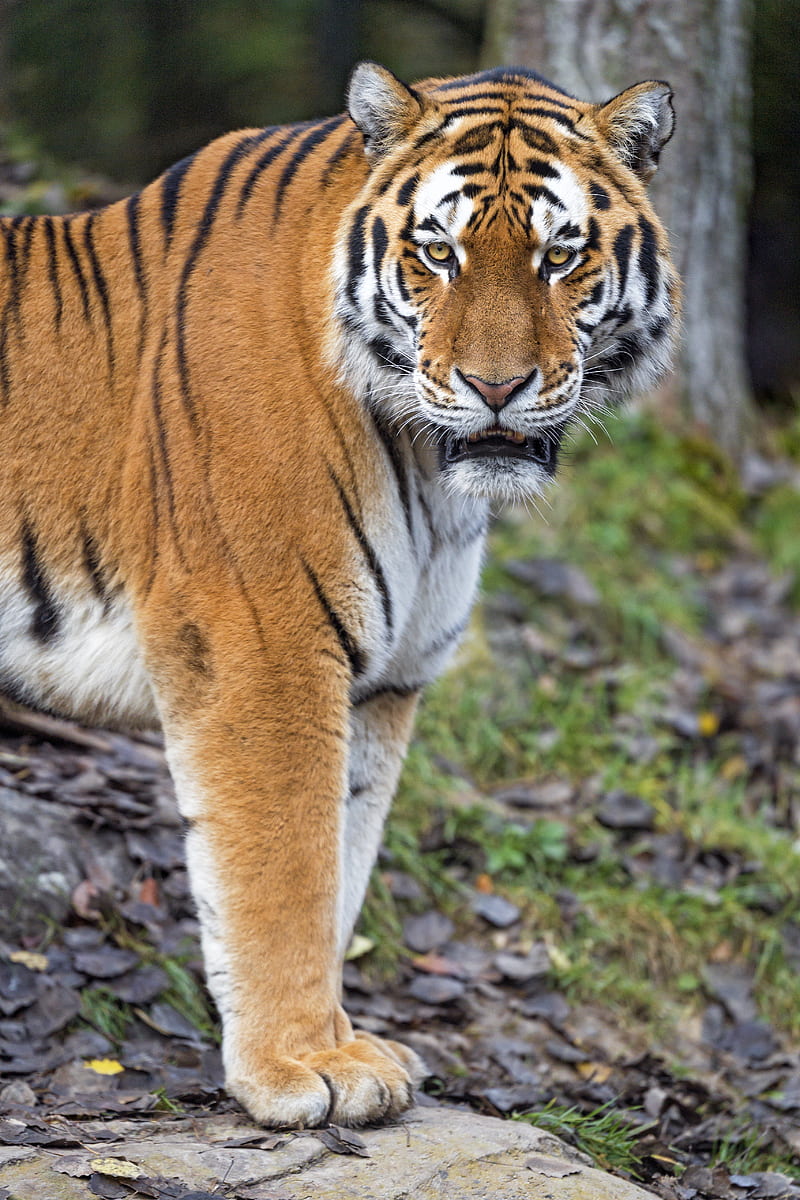 tiger, predator, big cat, paws, HD phone wallpaper