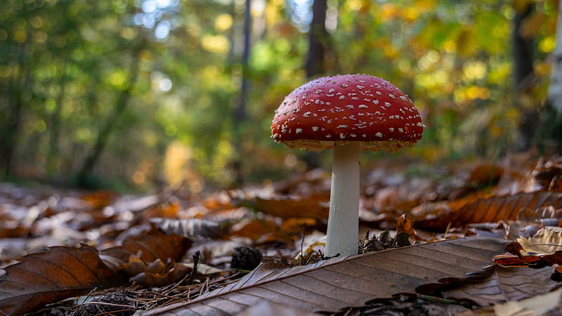 Red Mushroom With Shallow Background Of Trees Nature, HD wallpaper