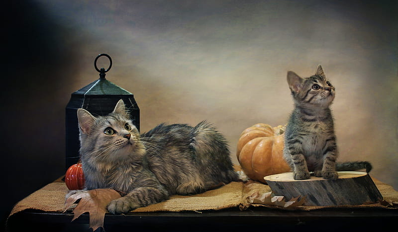 Cats, Cat, Burlap, Kitten, Lantern, Pet, Pumpkin, HD wallpaper