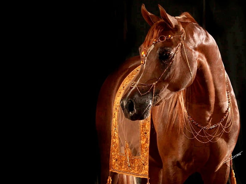 Show horse, show, stunning, brown, black, beauty, horse, animal, HD wallpaper