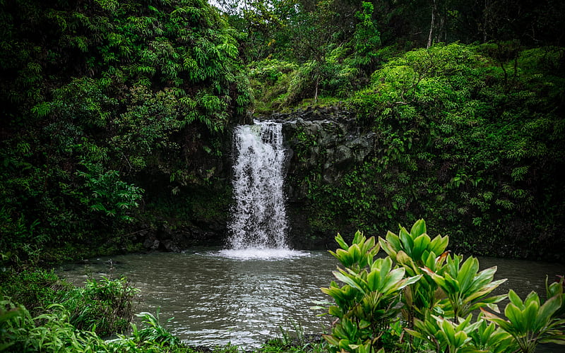 waterfall, jungle, green trees, forest, lake, beautiful waterfall, ecology, HD wallpaper