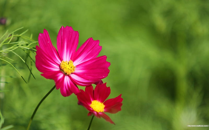 Autumn flowers-grass in the cosmos 29, HD wallpaper