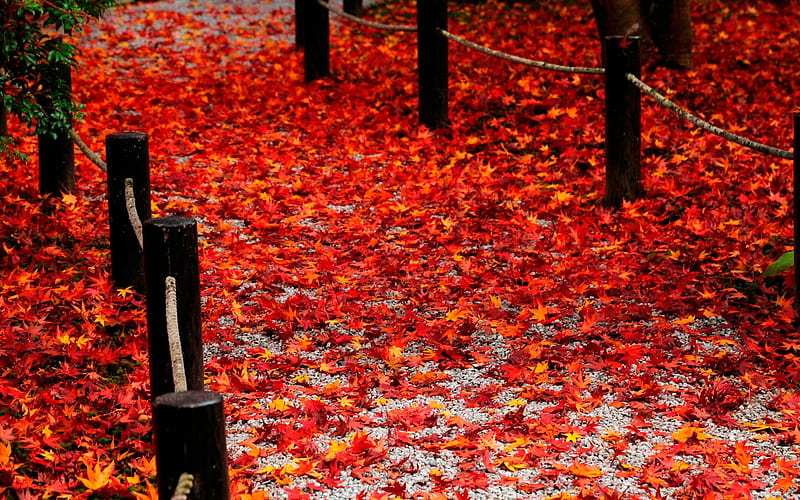 Red fallen leaves of the Road-Enkoji Temple Autumn, HD wallpaper