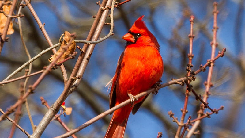 Red Cardinal Bird On Tree Stick In Blur Sky Background Birds, HD wallpaper