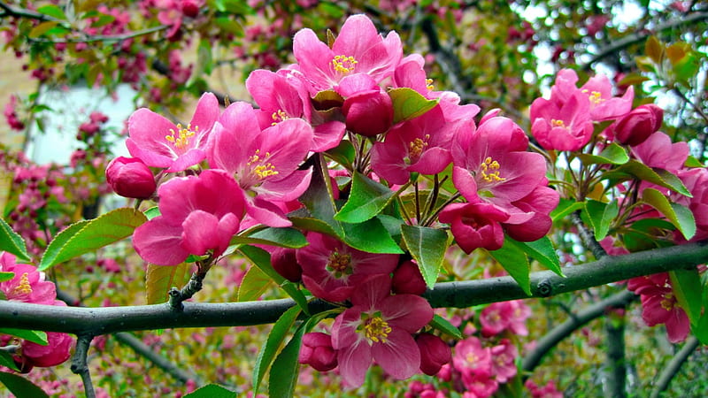 Spring blossoms, spring, freshness, tree, blossoms, garden, flowering, blooming, branches, pink, HD wallpaper