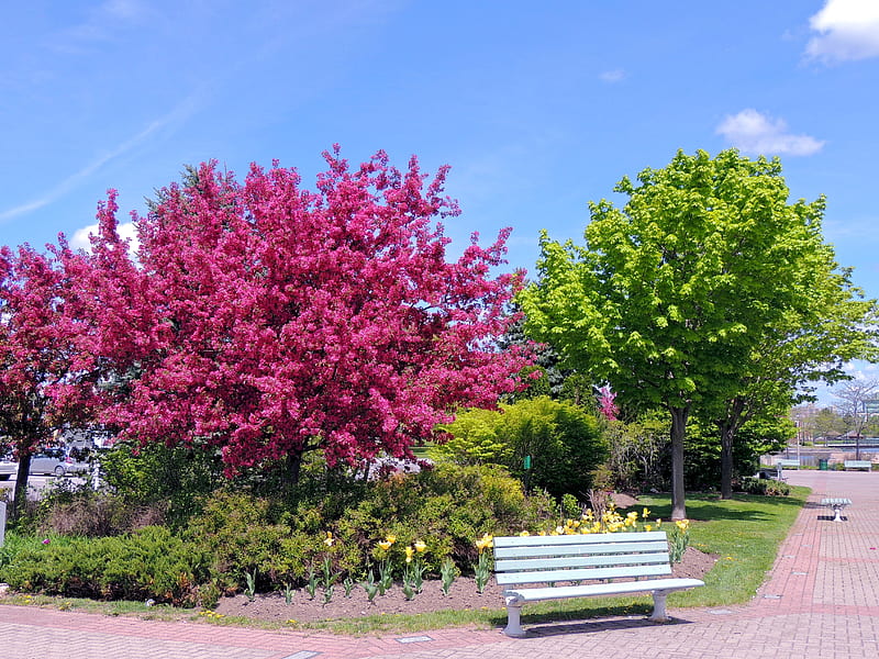 Park Garden, Tulips, Crab Apple Tree, Sky, Spring, graphy, Flowers, Nature, HD wallpaper